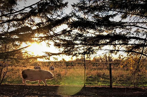 A pig walks in its paddock while the sun rises. 