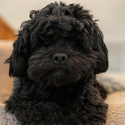 Sami - therapy dog