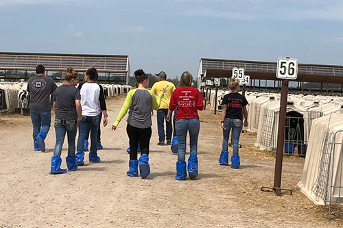 A group walks through a dairy farm