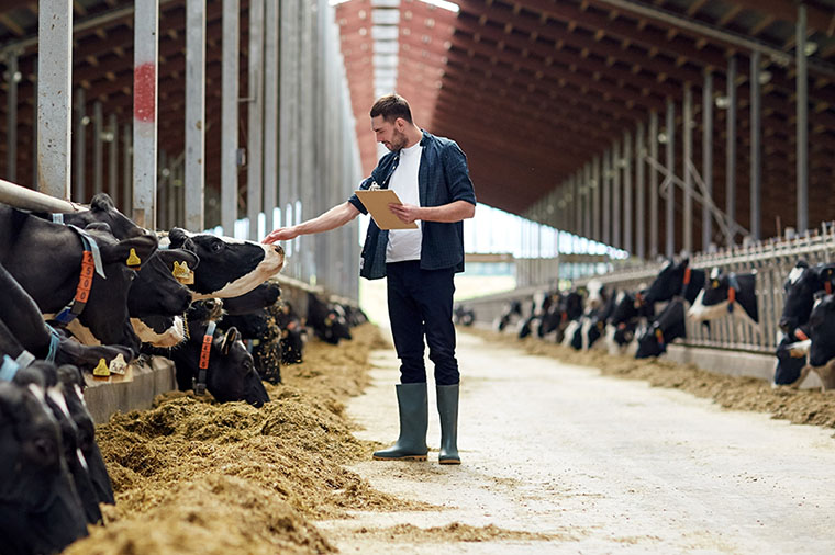 Dairy Animal Husbandry