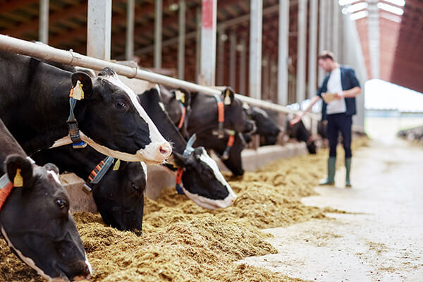 Dairy cows being fed on a farm