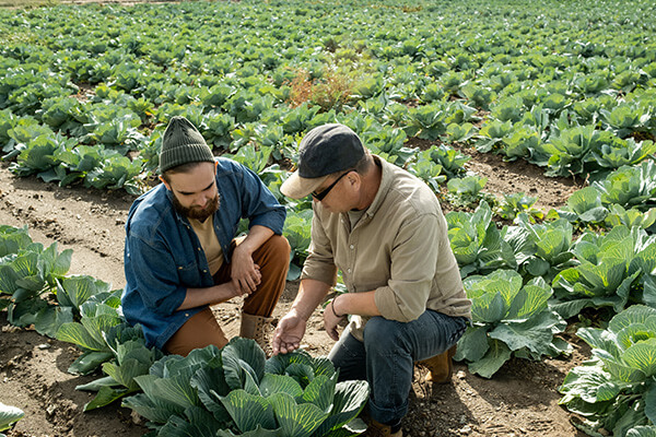 Two organic farmers collaborate on the state of crops in a field