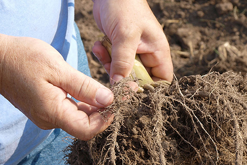 A student inspects the roots of a plant
