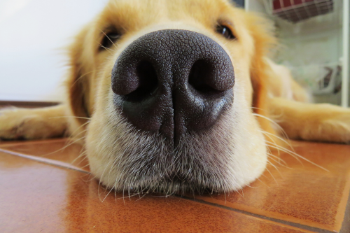Dog laying on the ground