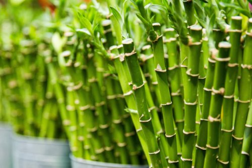 While supplies last.