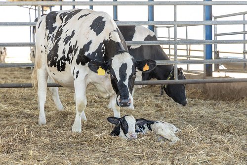 Calf and Heifer Care - Certificate
