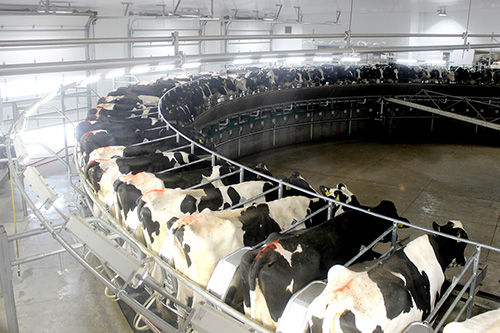 Farm Production-Dairy Science - Associate Degree