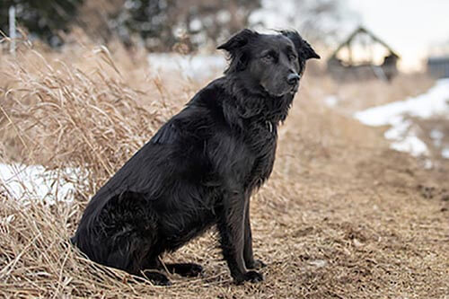 Therapy dog Chica Roemer