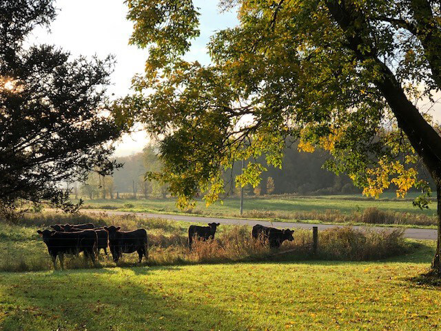 A herd of steer graze in a lush green pasture