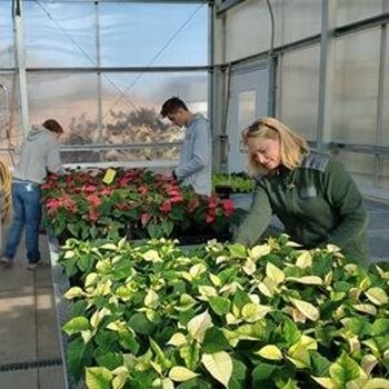 Poinsettia Sale
