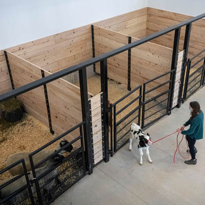 Luxemburg student works with a calf