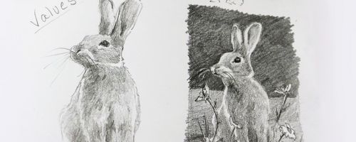 close up of a pencil drawing of a rabbit