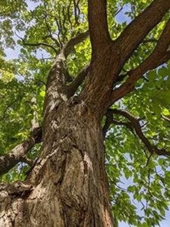 Sycamore Tree